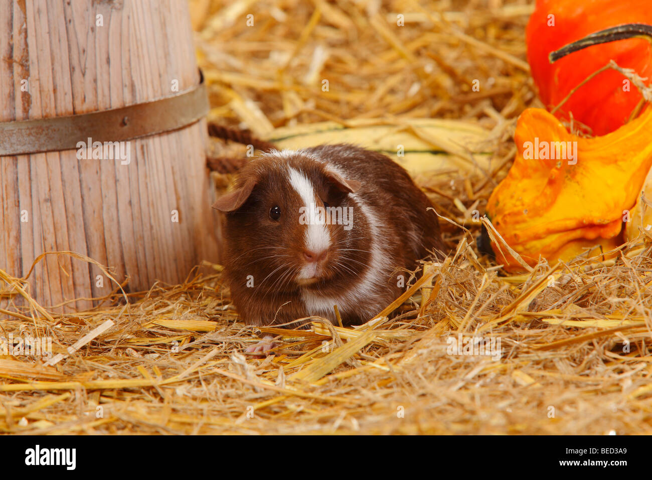 Guinea Pig / straw Stock Photo Alamy
