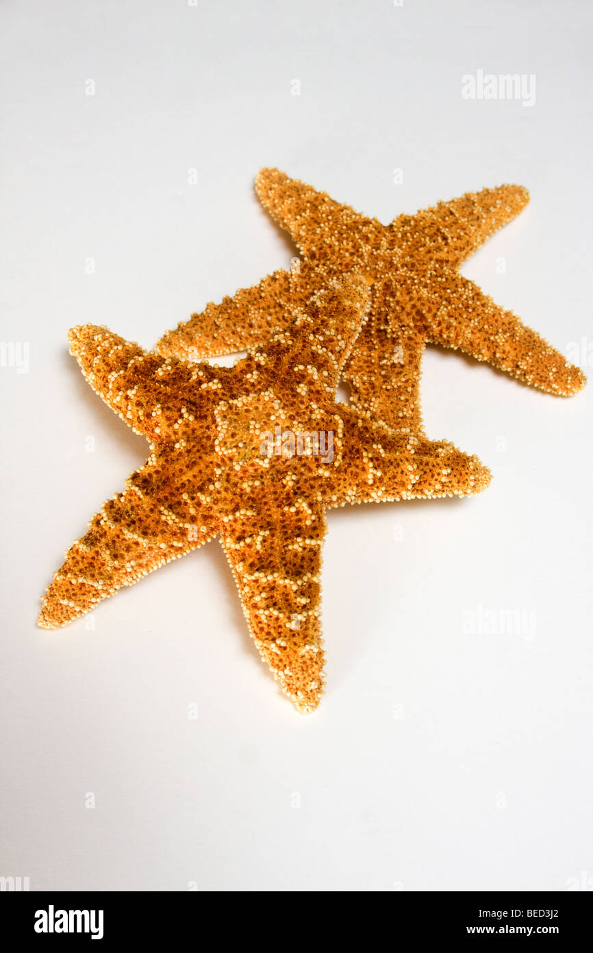 2 Starfish on white background Stock Photo