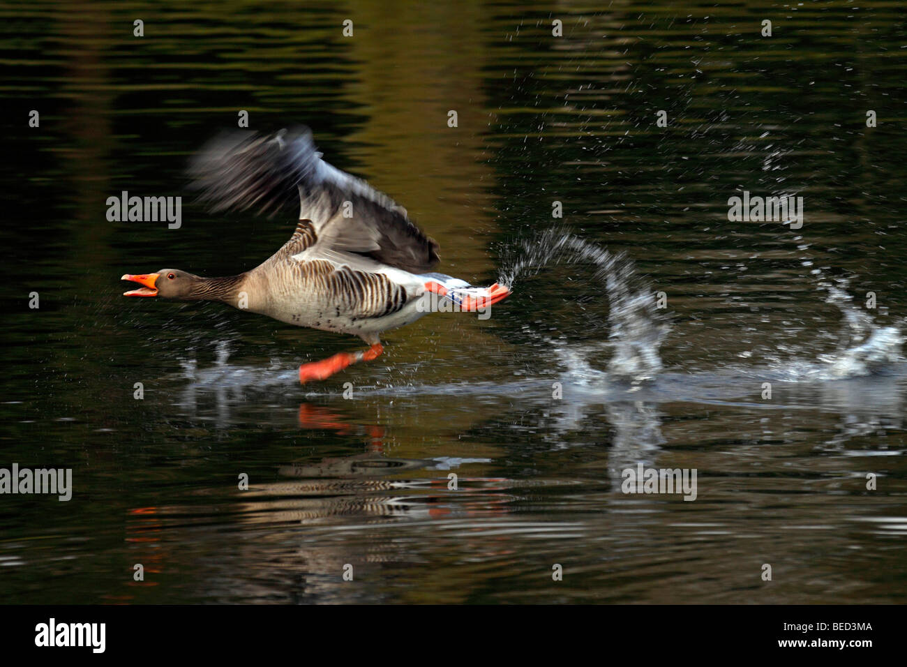 Graylag goose (Anser anser), runs on surface of water Stock Photo