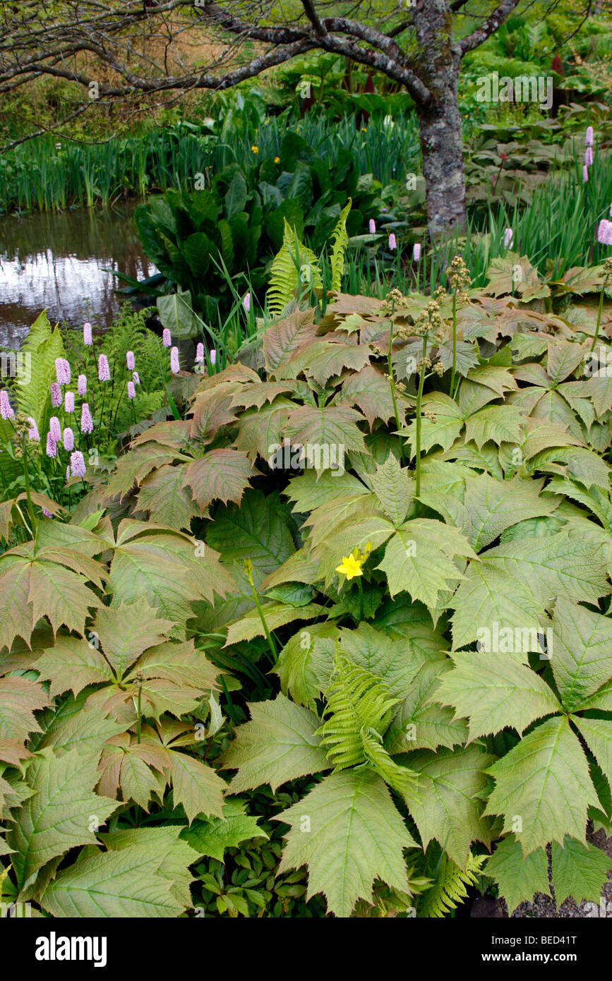 Rodgersia podophylla AGM with Persicaria bistorta 'Superba' AGM Stock Photo