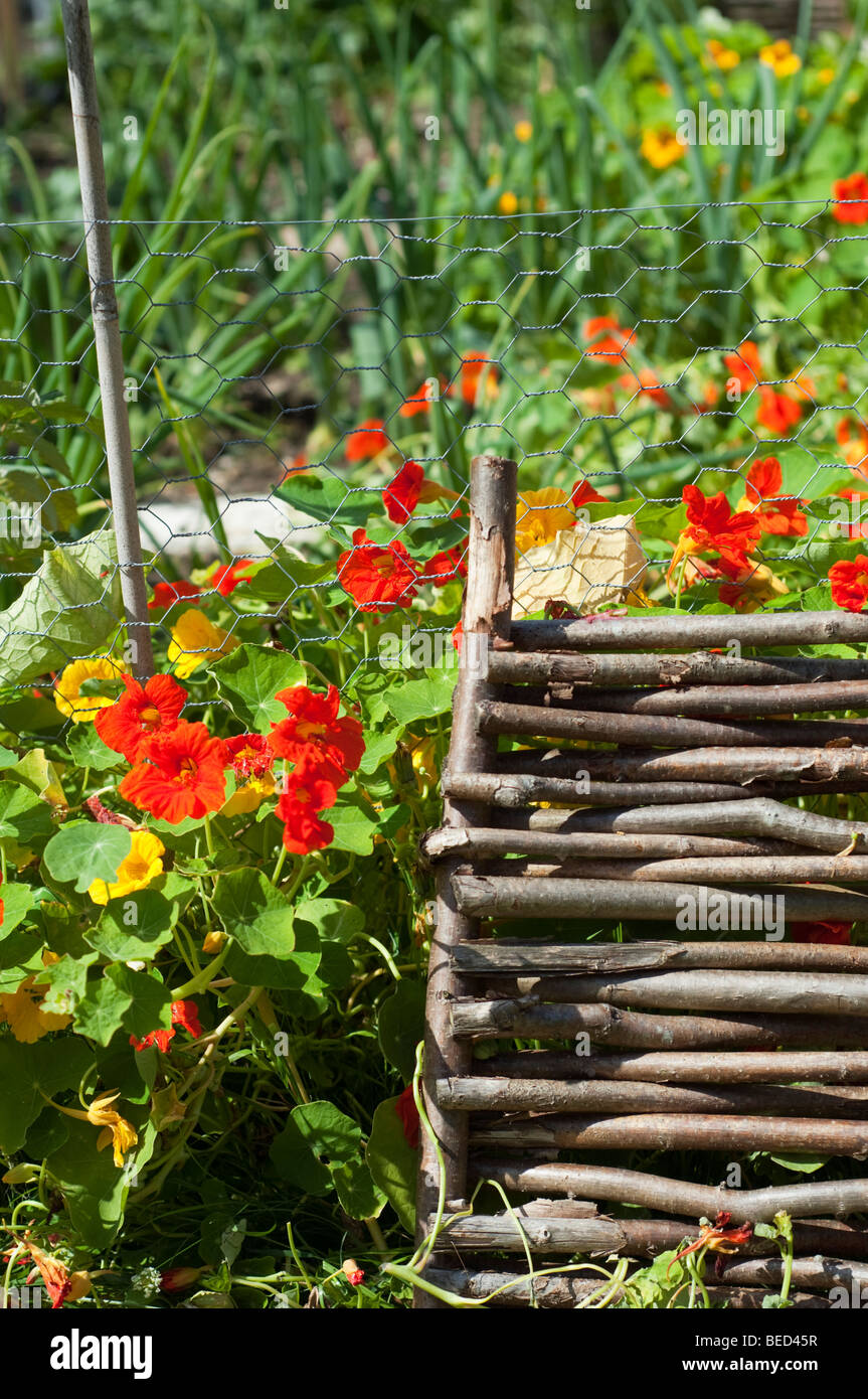 Nasturtiums growing in a vegetable garden, UK Stock Photo: 26104227 - Alamy