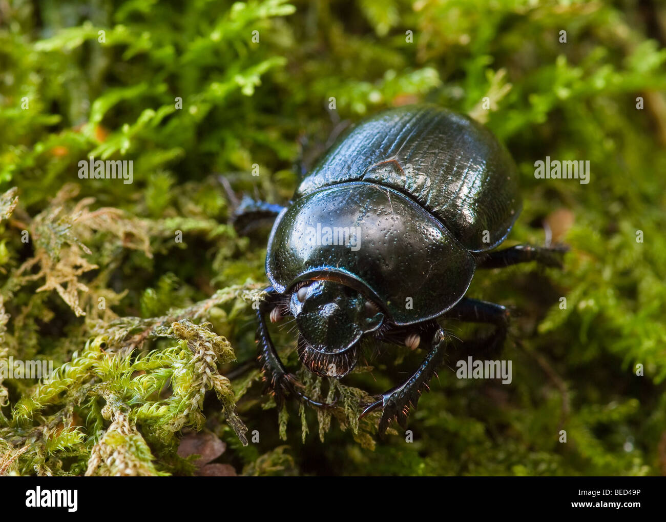 Dor Beetle (Geotrupes stercorarius) Stock Photo