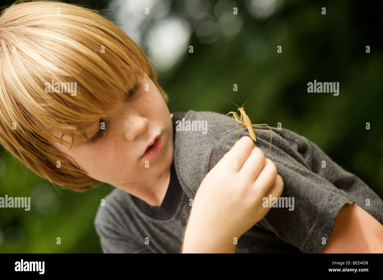 boy and mantis Stock Photo
