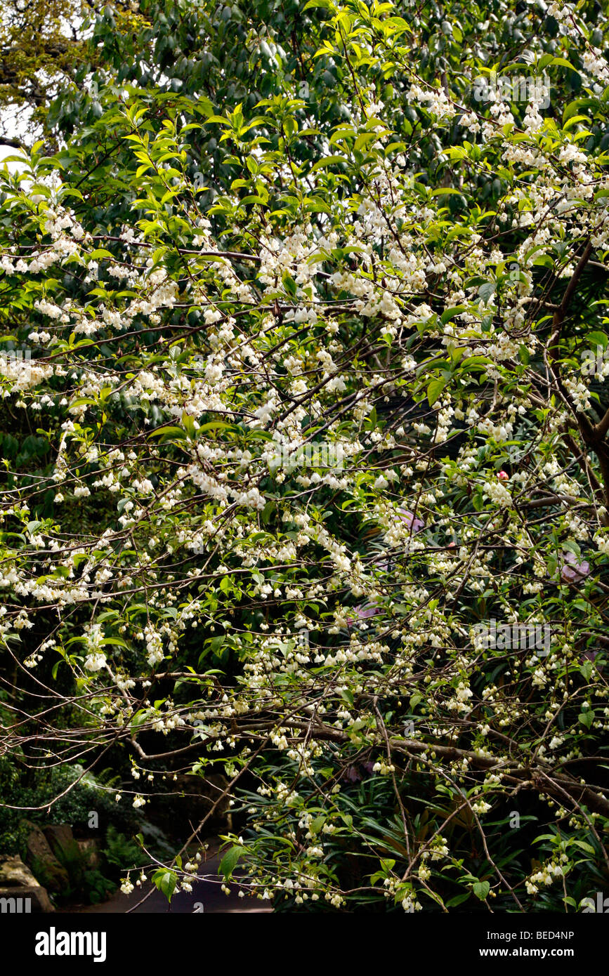 Halesia monticola var vestita rosea Stock Photo