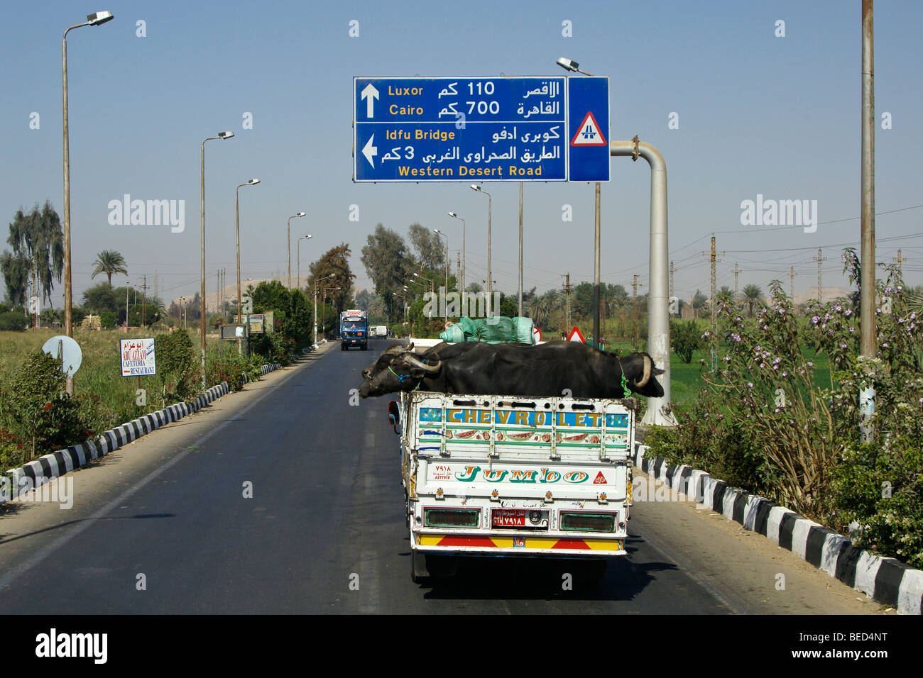 Water buffalo in transit, Egypt Stock Photo Alamy