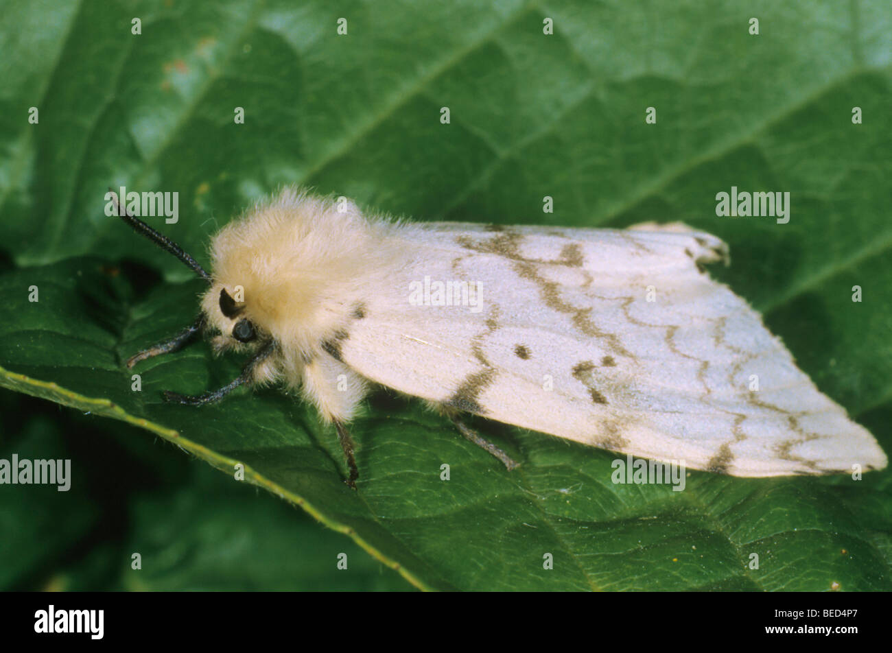 Gypsy Moth (Lymantria dispar), female Stock Photo Alamy