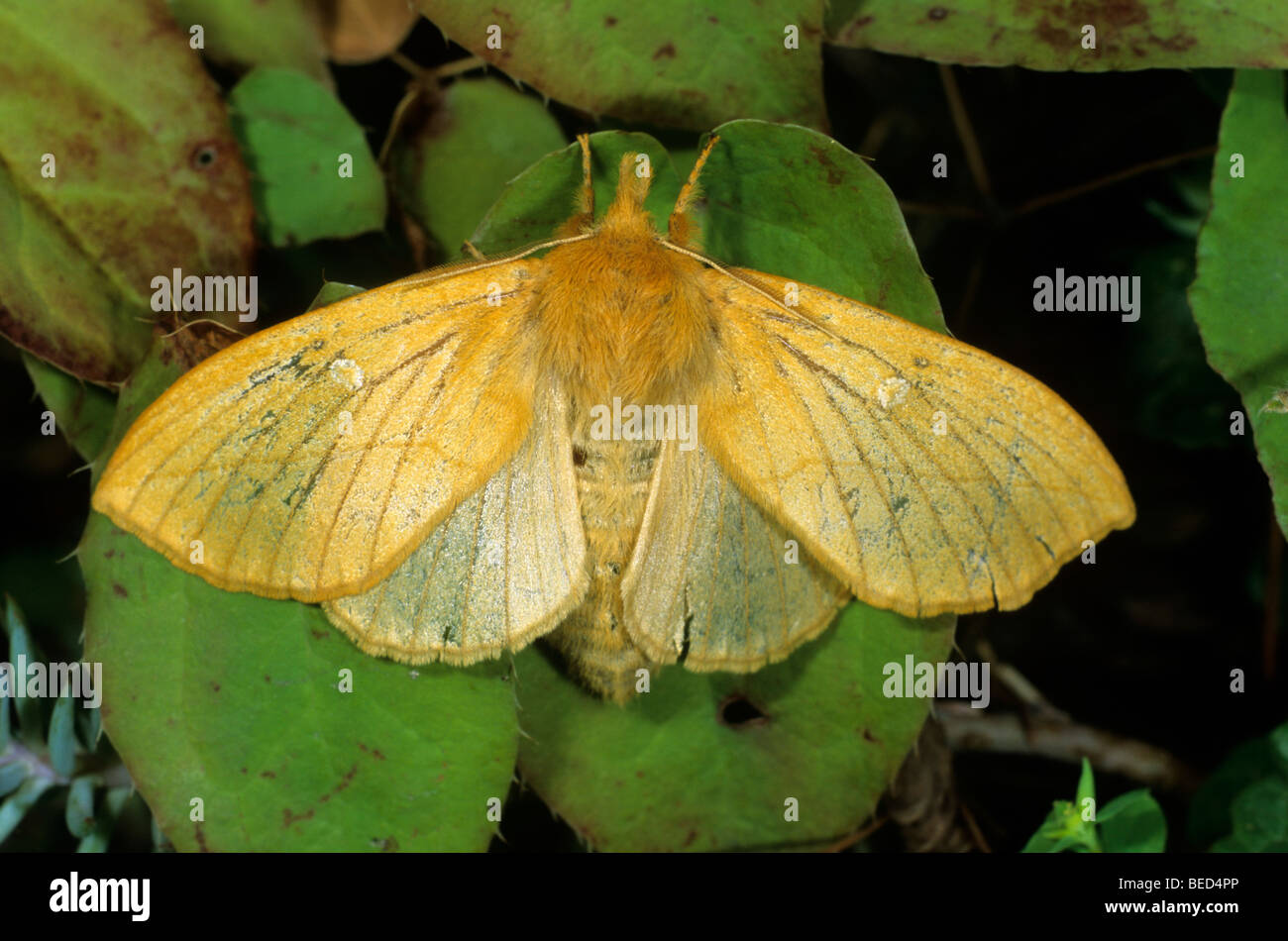 Drinker Moth (Euthrix potatoria) Stock Photo