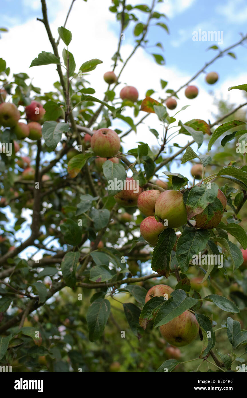 Apples growing on an apple tree in a vegetable garden Stock Photo - Alamy