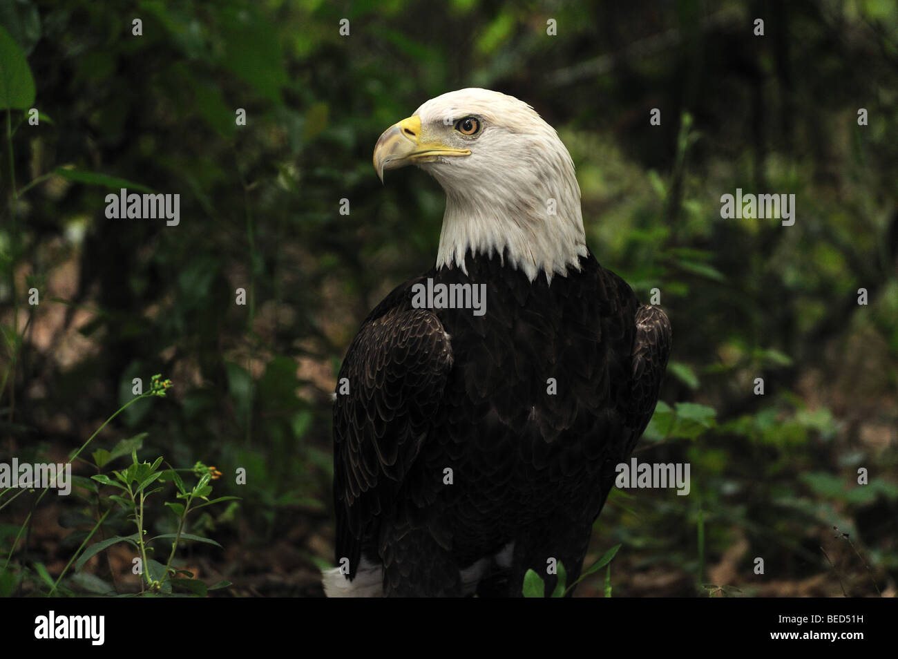 Bald Eagle, Haliaeetus leucocephalus, Florida, captive Stock Photo
