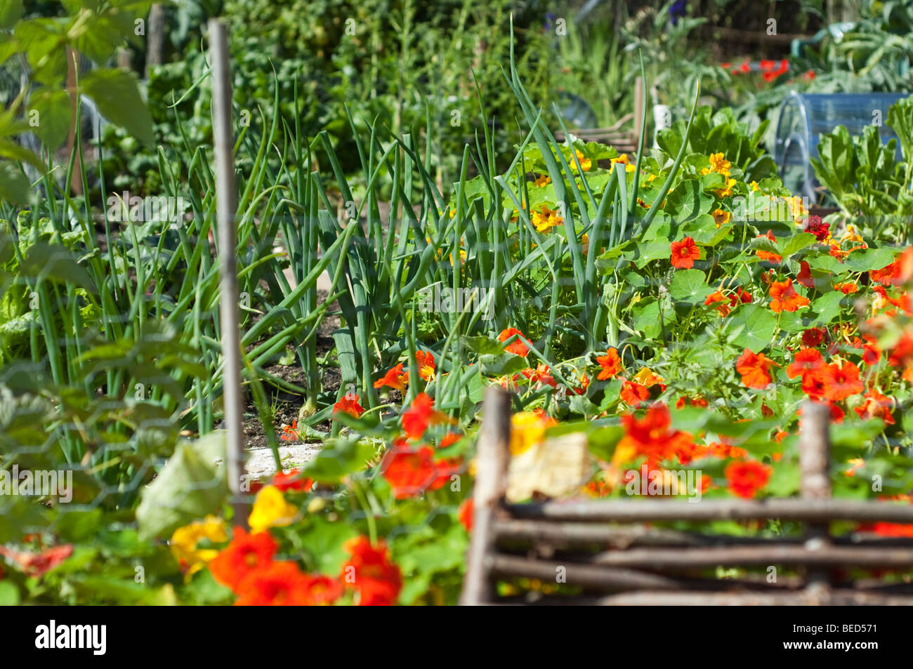 Nasturtiums growing in a vegetable garden, UK Stock Photo Alamy