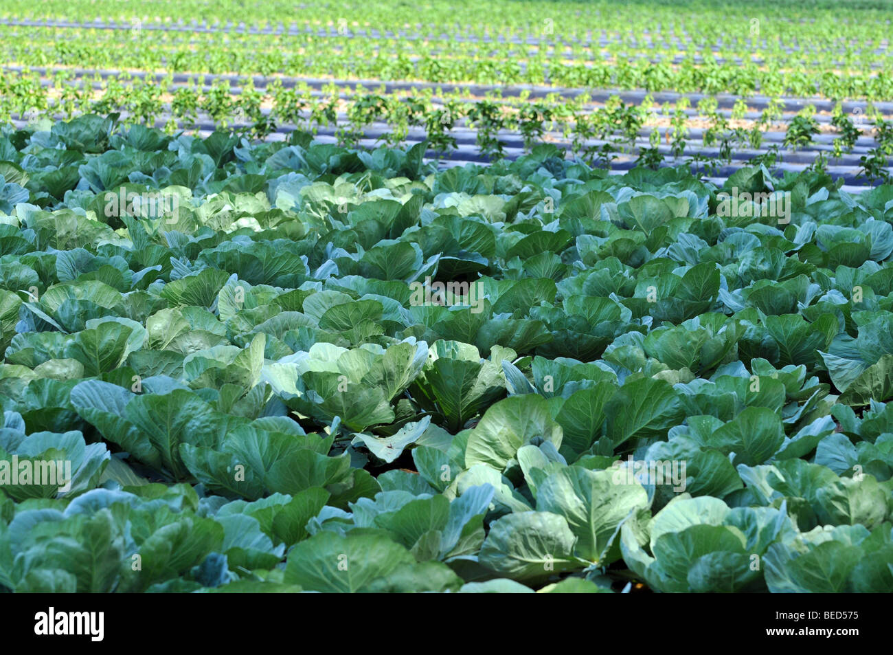 Organic cabbage farm during a sunny day Stock Photo