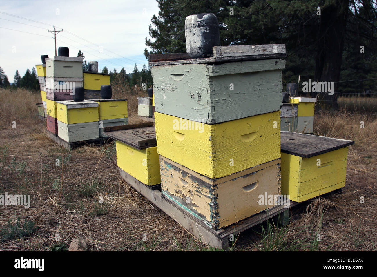 Many bee houses where they are producing honey. Stock Photo