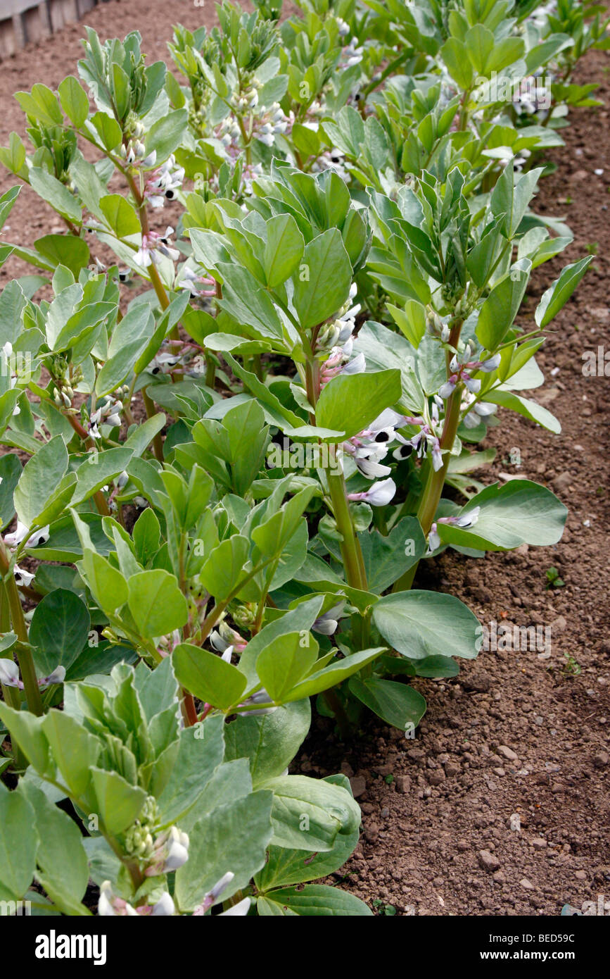 Broad Bean 'Witkiem' sown 18 February planted out 23 March Stock Photo