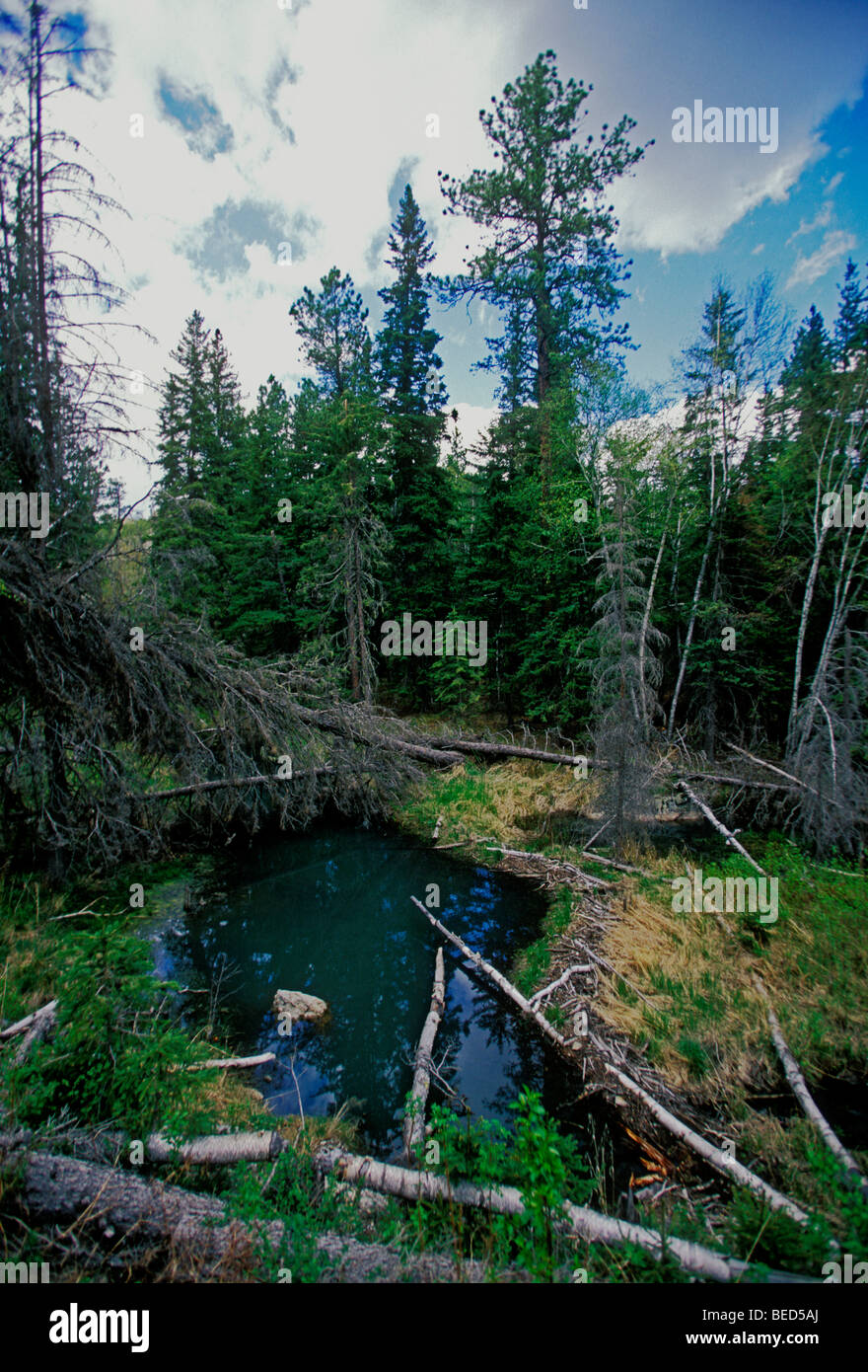 Dakota beavers hires stock photography and images Alamy