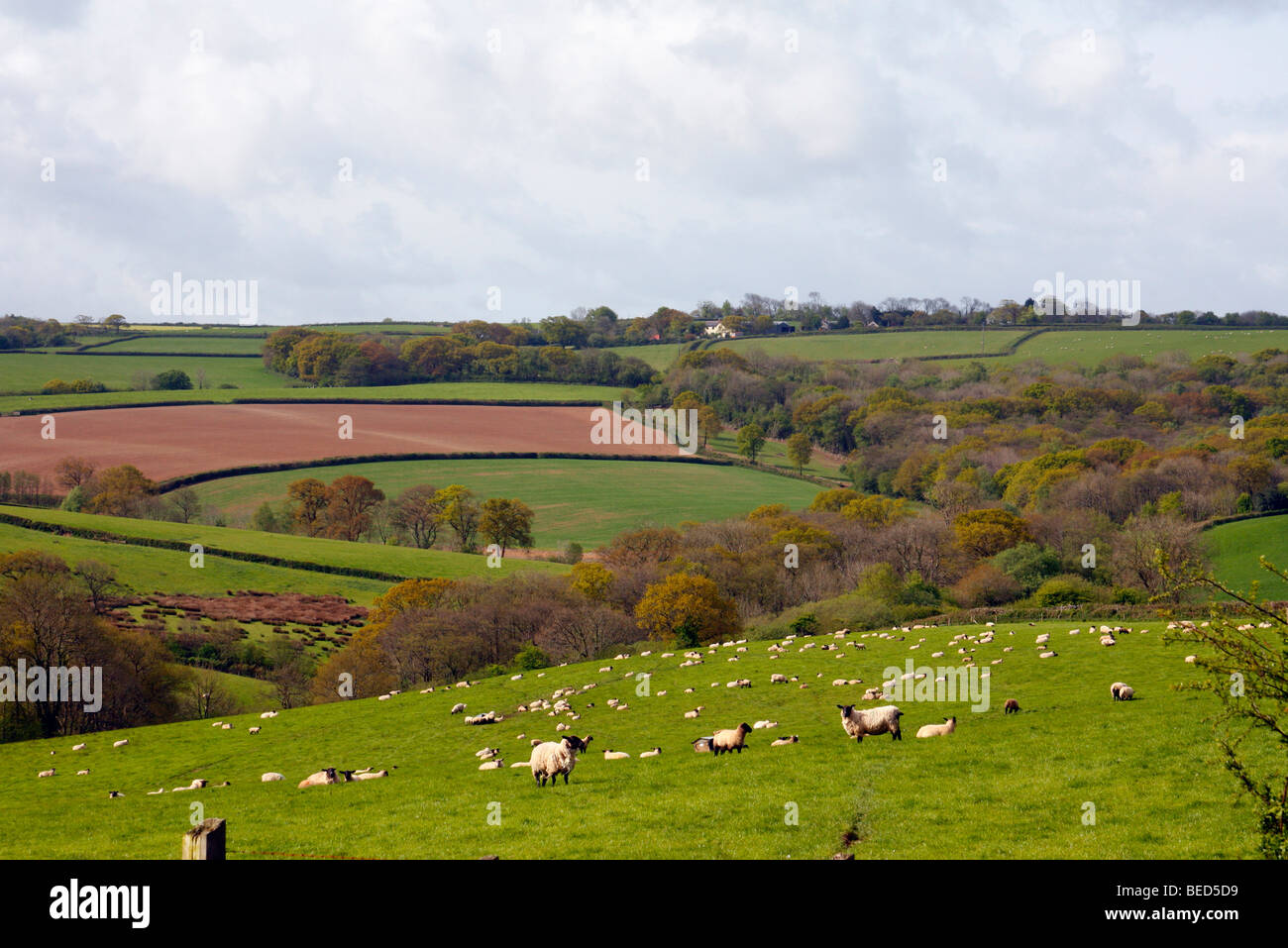 North Devon countryside near Great Torrington in spring Stock Photo
