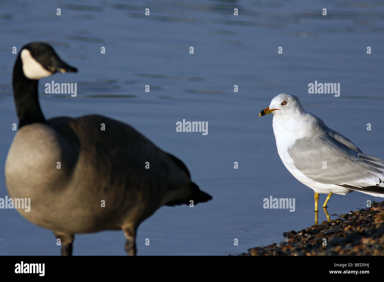 Seagull glaring at a Canadian goose, looking angry. Stock Photo