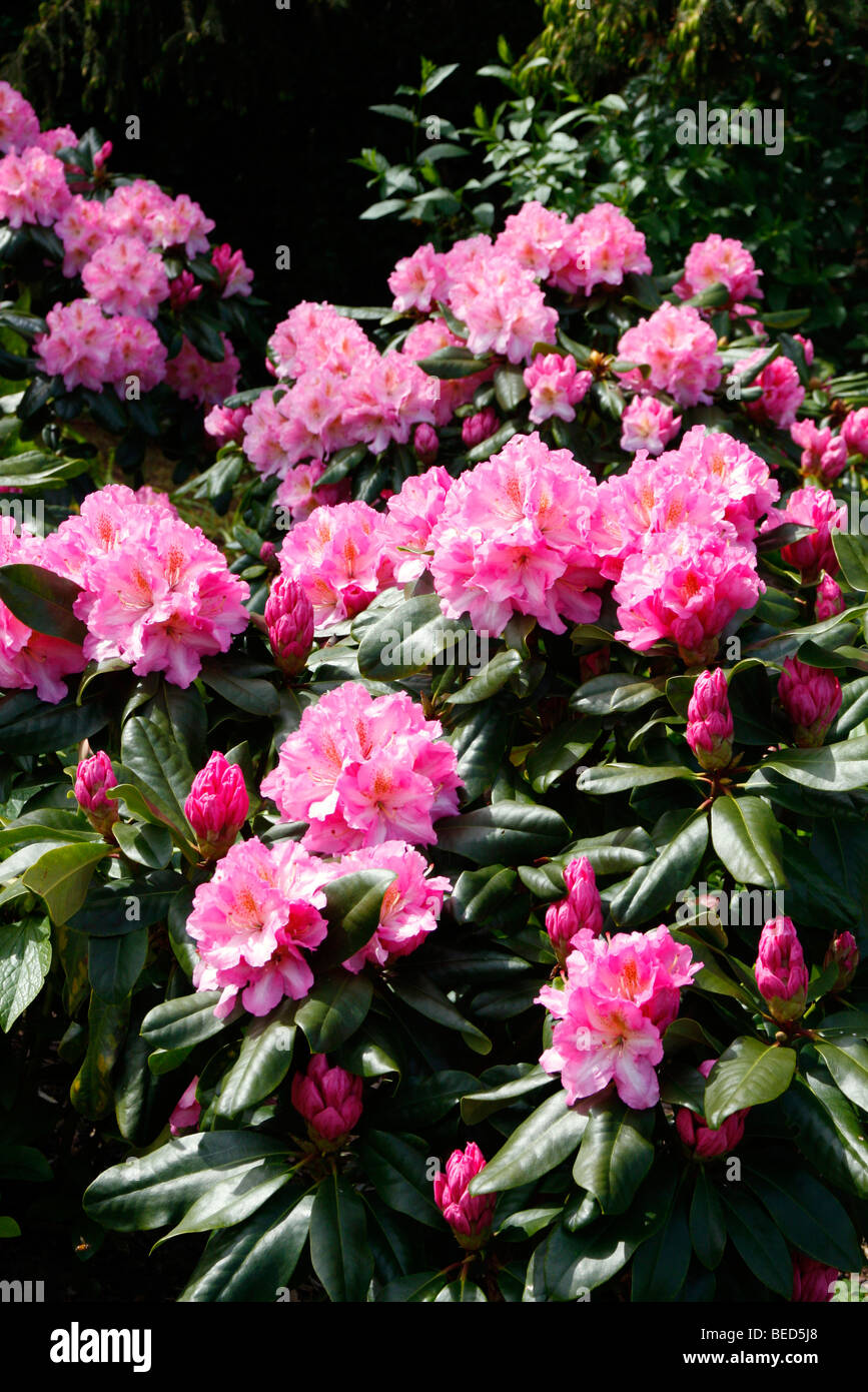 Rhododendron scintillation hi-res stock photography and images - Alamy