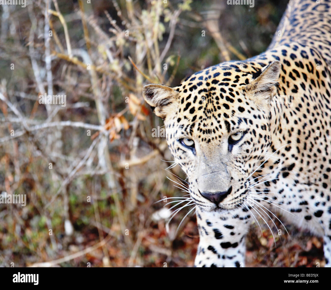 Leopard (Panthera pardus kotiya) Sri Lanka Asia called prince because of crown pattern on forehead Stock Photo