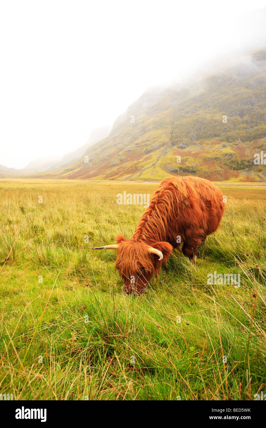 Highland cattle, Glen Coe, Argyll, Scotland Stock Photo - Alamy