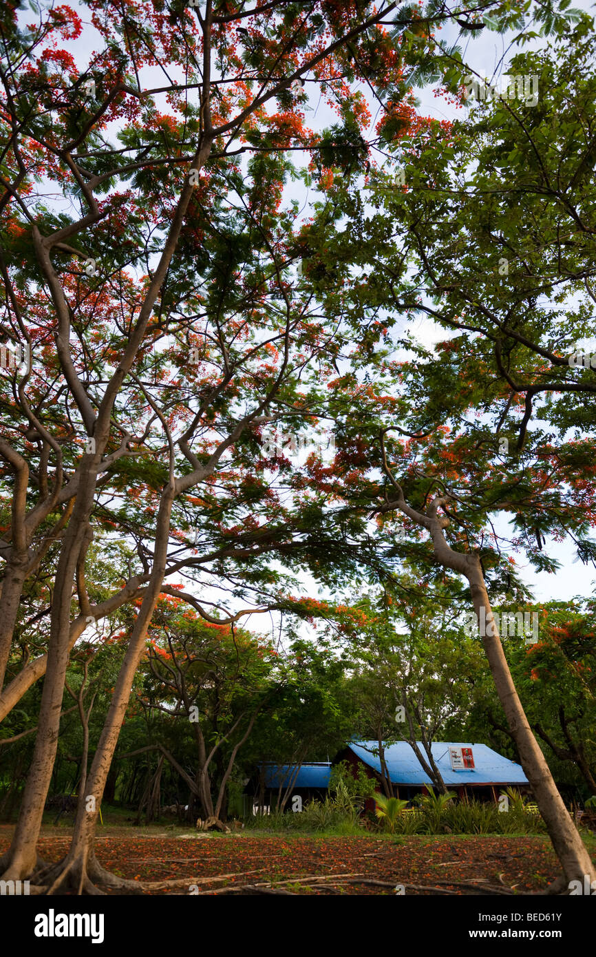 Father rooster costa rica hires stock photography and images Alamy