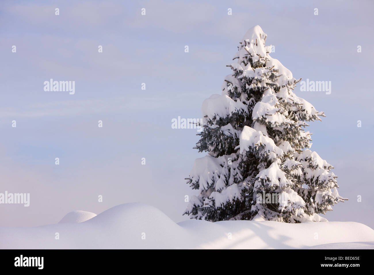 Snow-covered coniferous tree after substantial snowfall, Gailtal valley, Kaernten, Austria, Europe Stock Photo