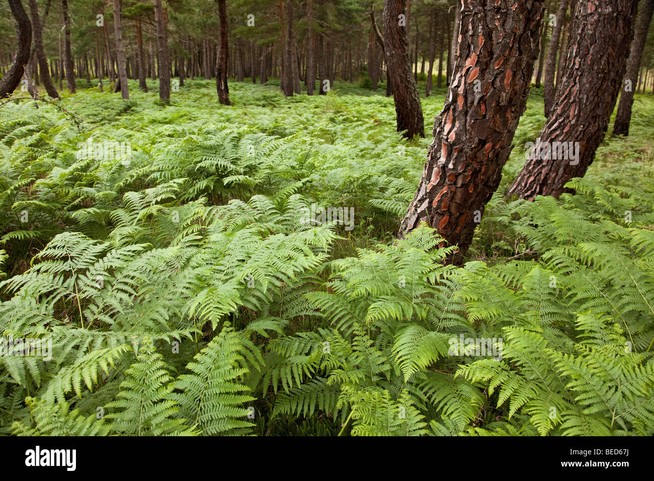 Forest in Burgos Spain Stock Photo