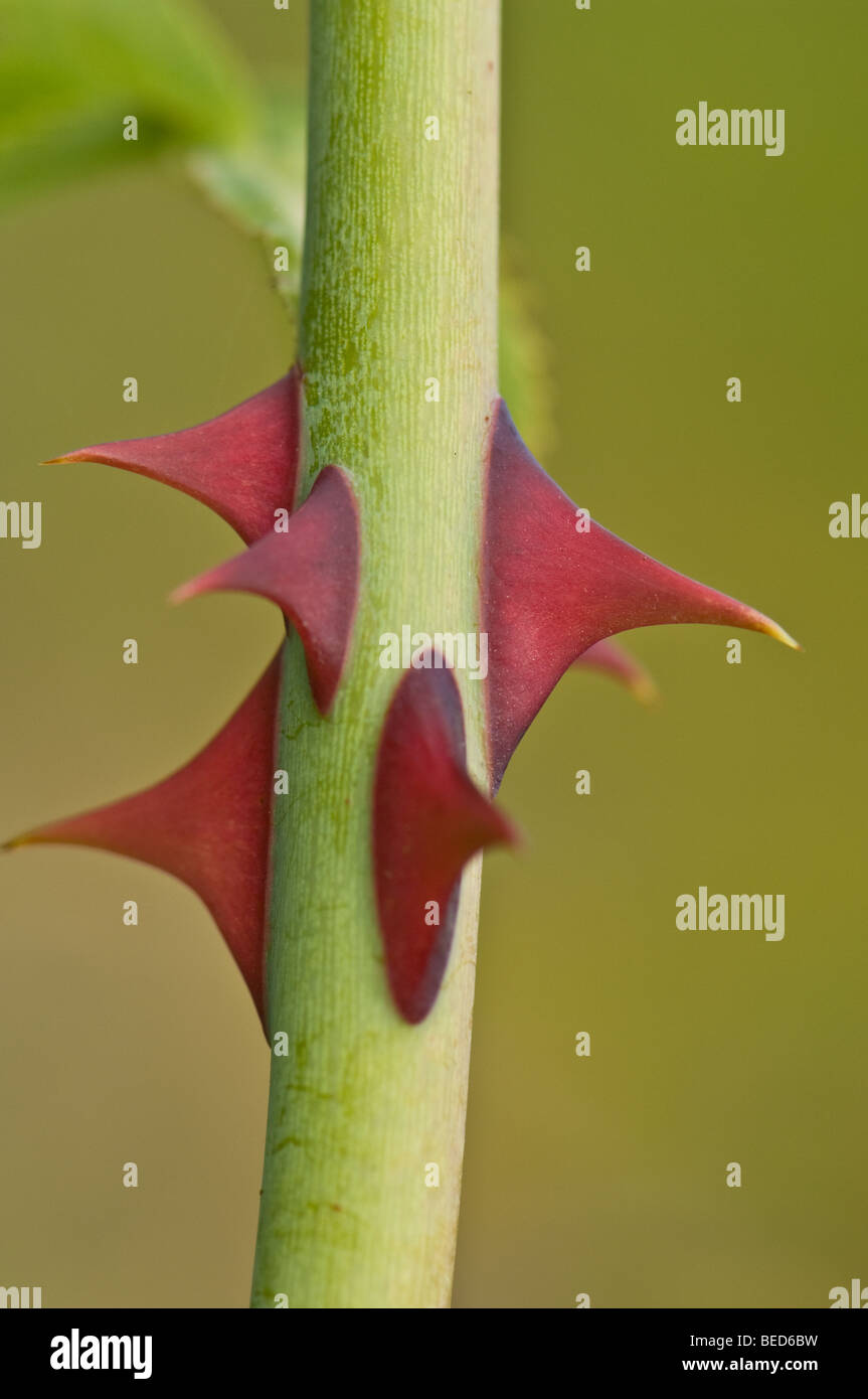 Thorns on the stem of a Dog Rose plant Stock Photo Alamy