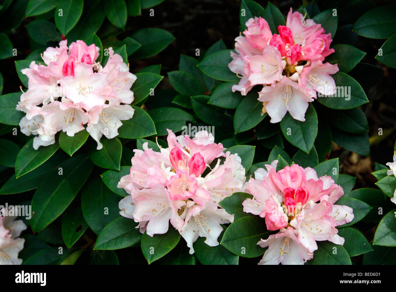 Rhododendron 'Dreamland' AGM Stock Photo