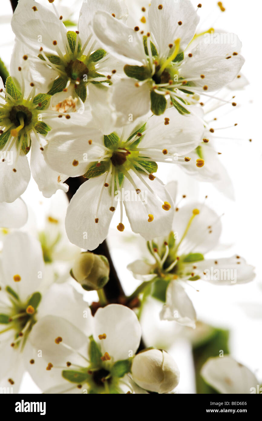Hawthorn (Crataegus), branch with blossoms Stock Photo