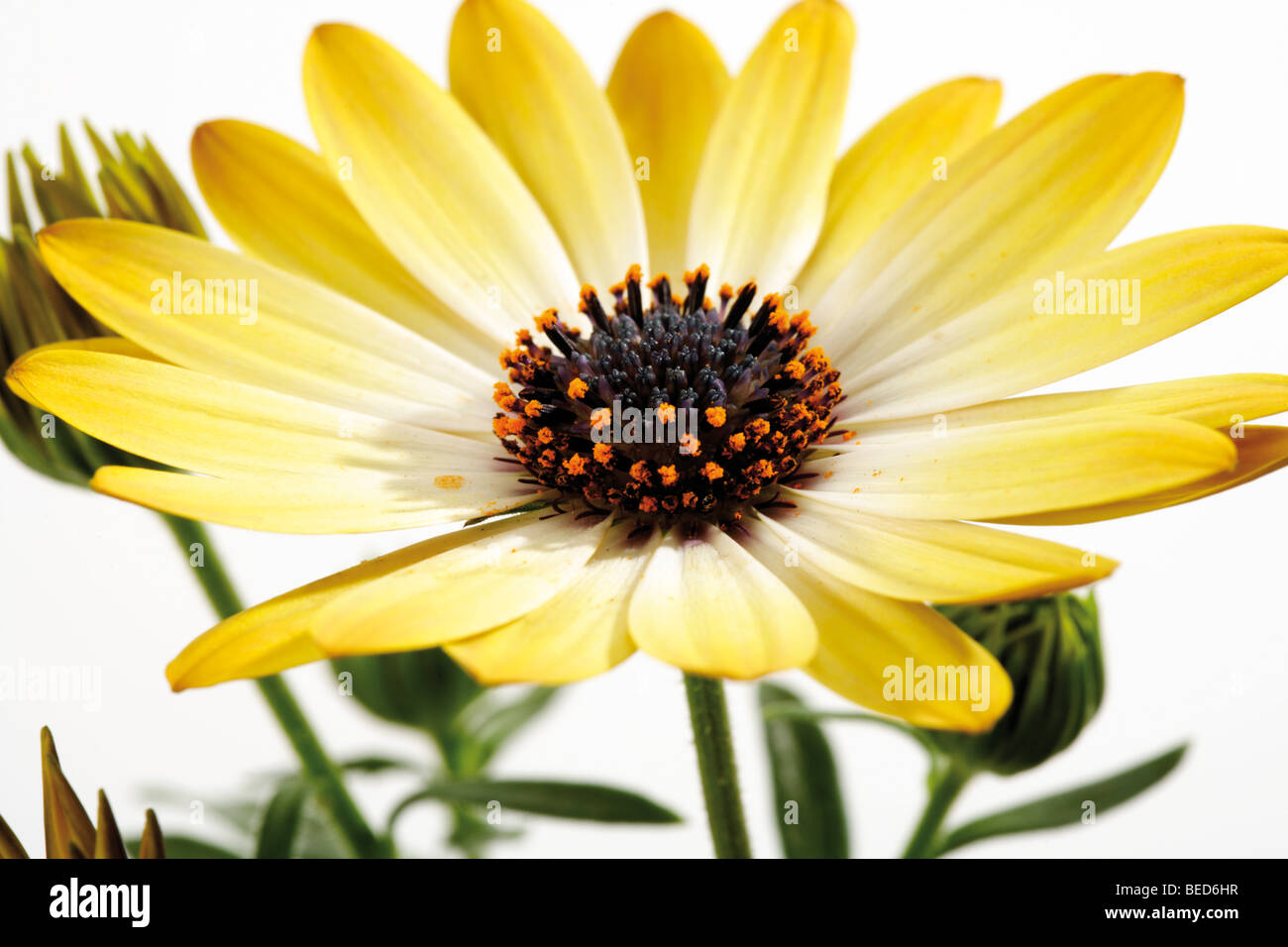 Glandular Cape Marigold (Dimorphotheca sinuata Stock Photo - Alamy