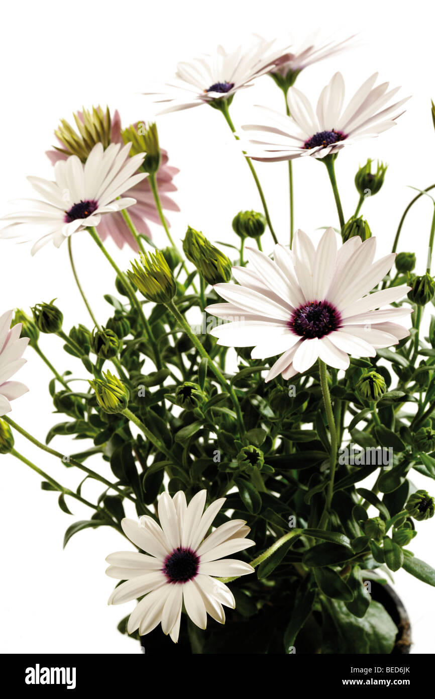 Glandular Cape Marigold (Dimorphotheca sinuata Stock Photo - Alamy