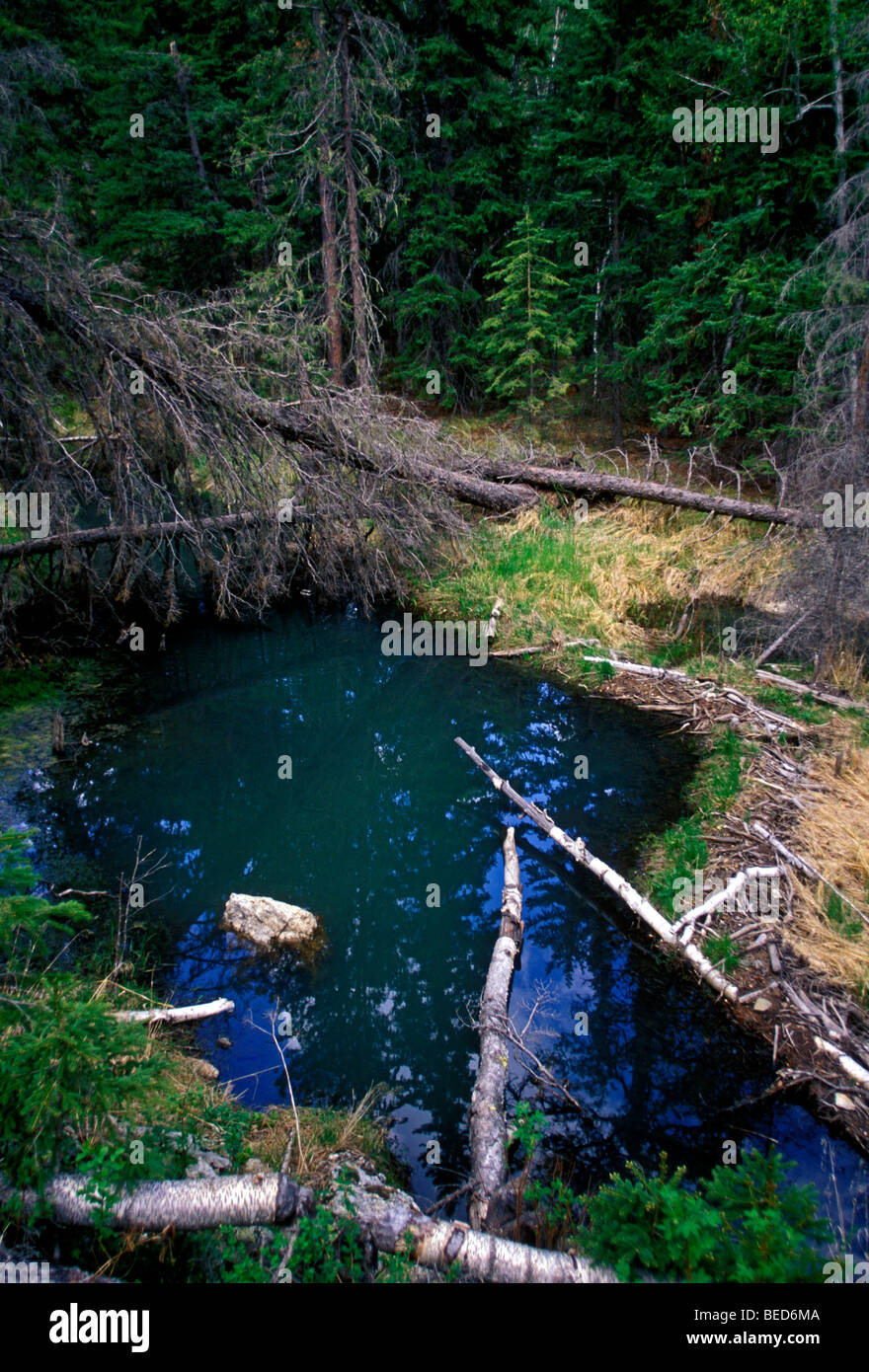Dakota beavers hires stock photography and images Alamy