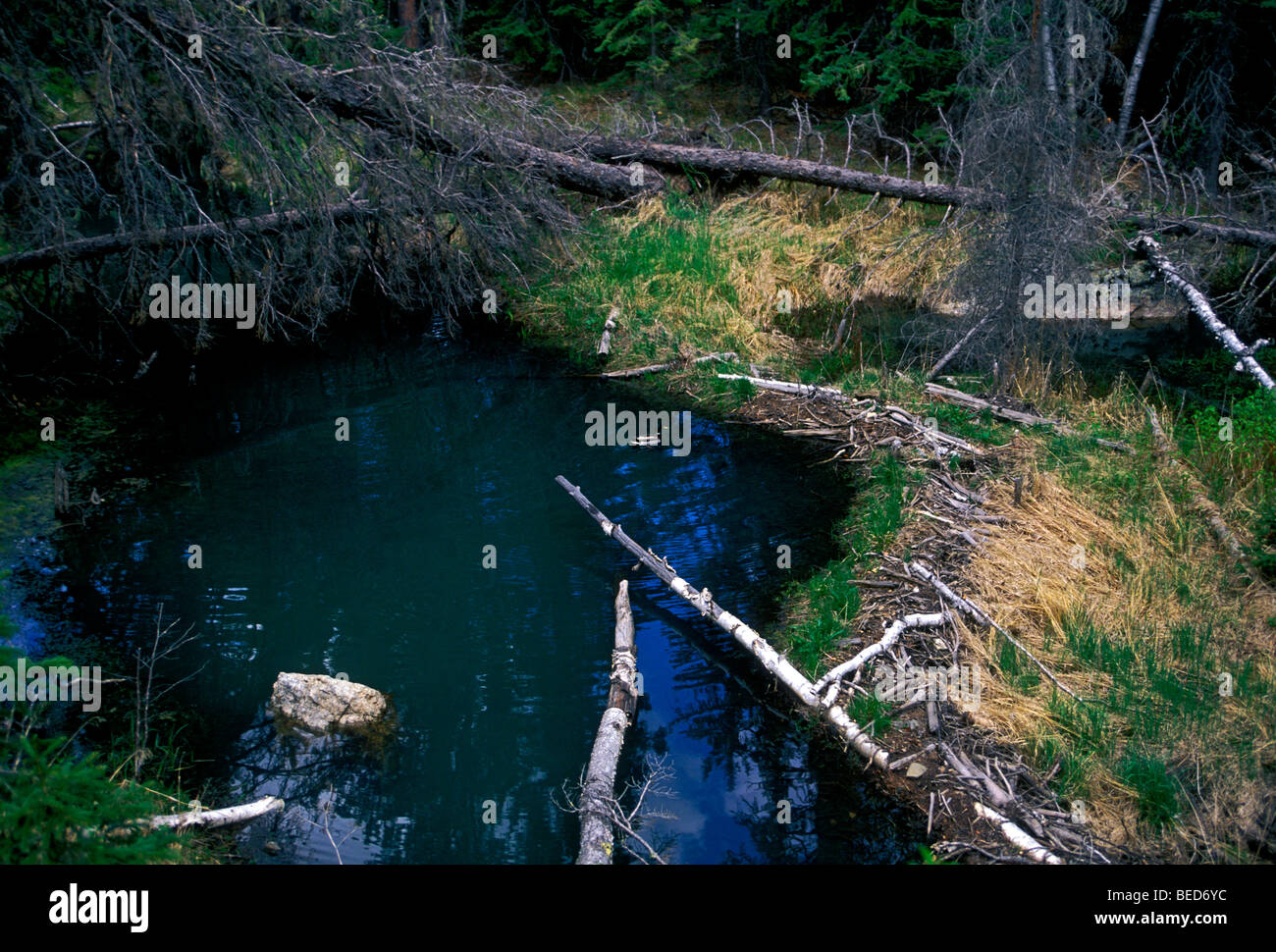 Beaver pond, Norbeck Wildlife Preserve, Black Hills, South Dakota