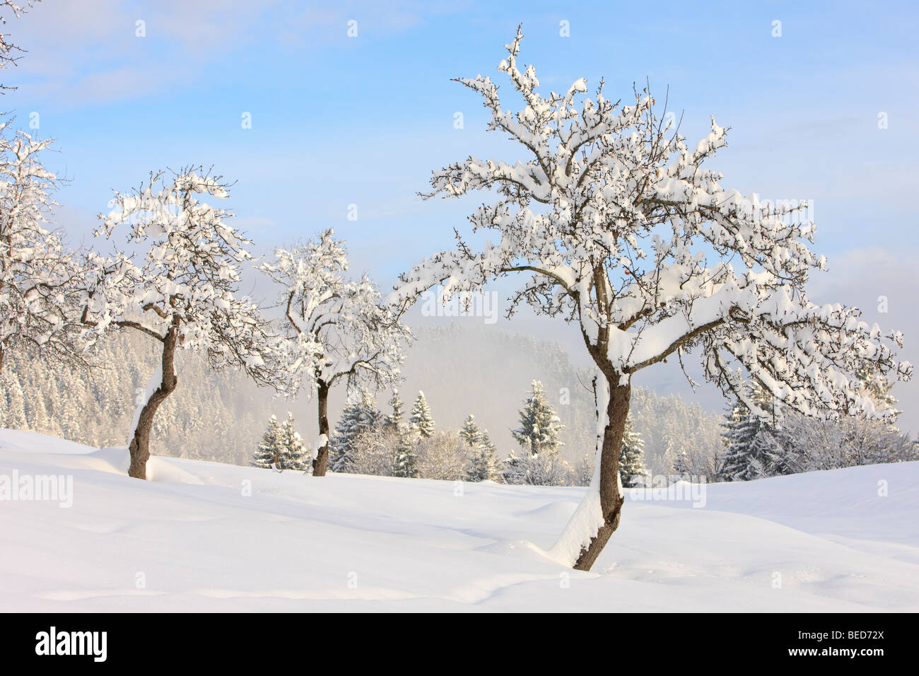 Wintery orchard with apple trees, Gailtal valley, Kaernten, Austria, Europe Stock Photo