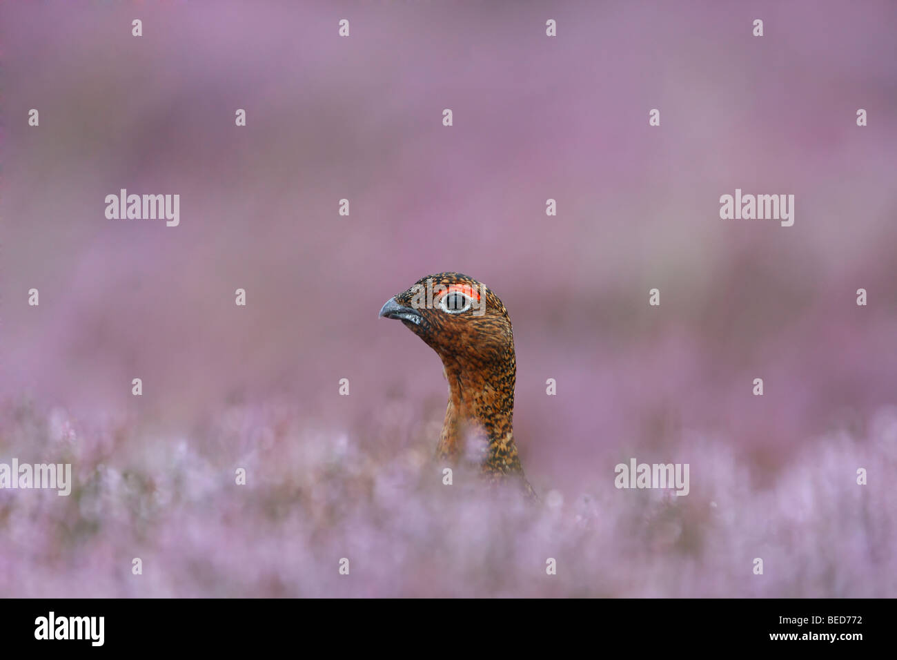 Red Grouse peeping out of the blooming heather Stock Photo