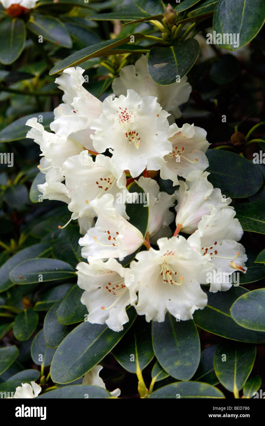 Rhododendron 'Marietta' AGM Stock Photo