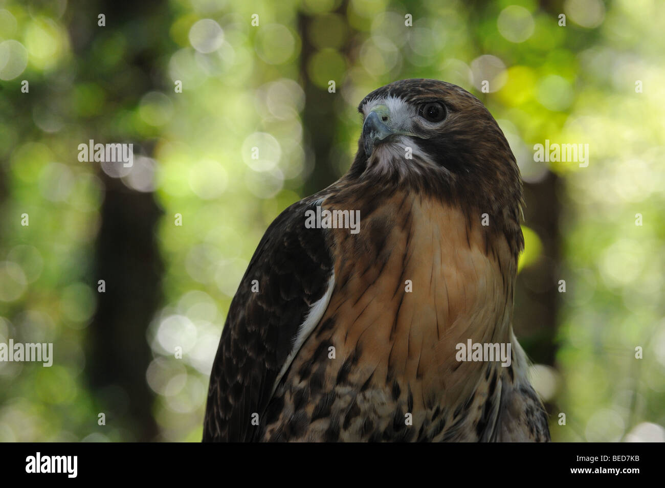 Red-tailed hawk, Buteo jamaicensis, Florida, captive Stock Photo