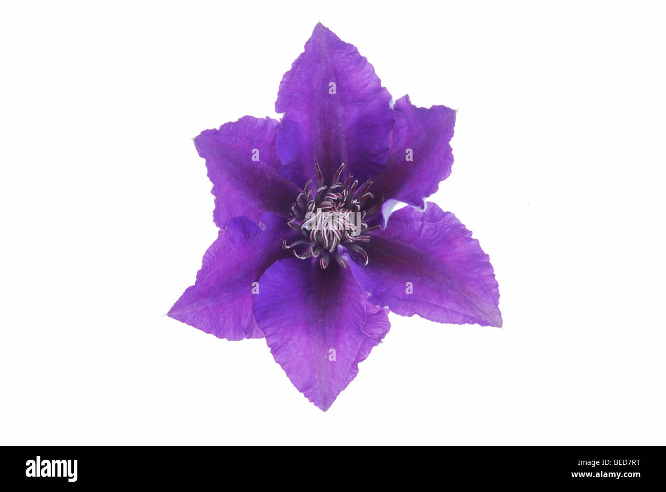 Blue clematis on white background Stock Photo