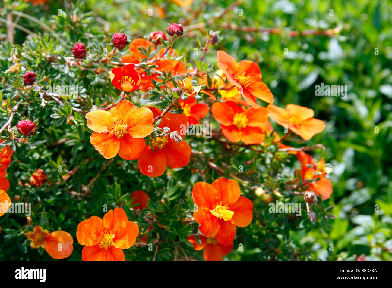 Potentilla fruticosa 'Hopleys Orange' AGM Stock Photo