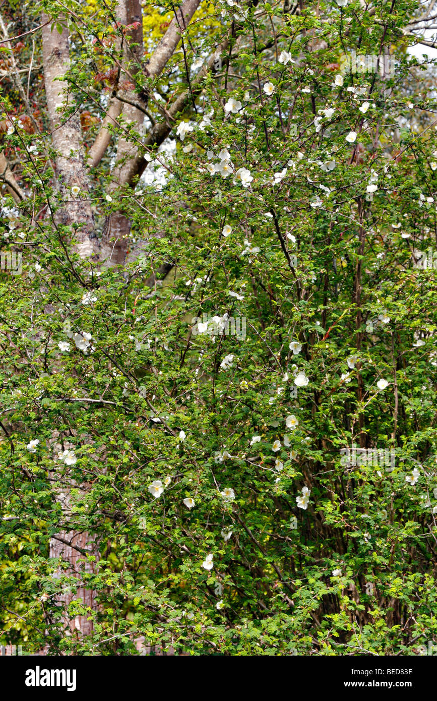 Rosa sericea omeiensis Stock Photo