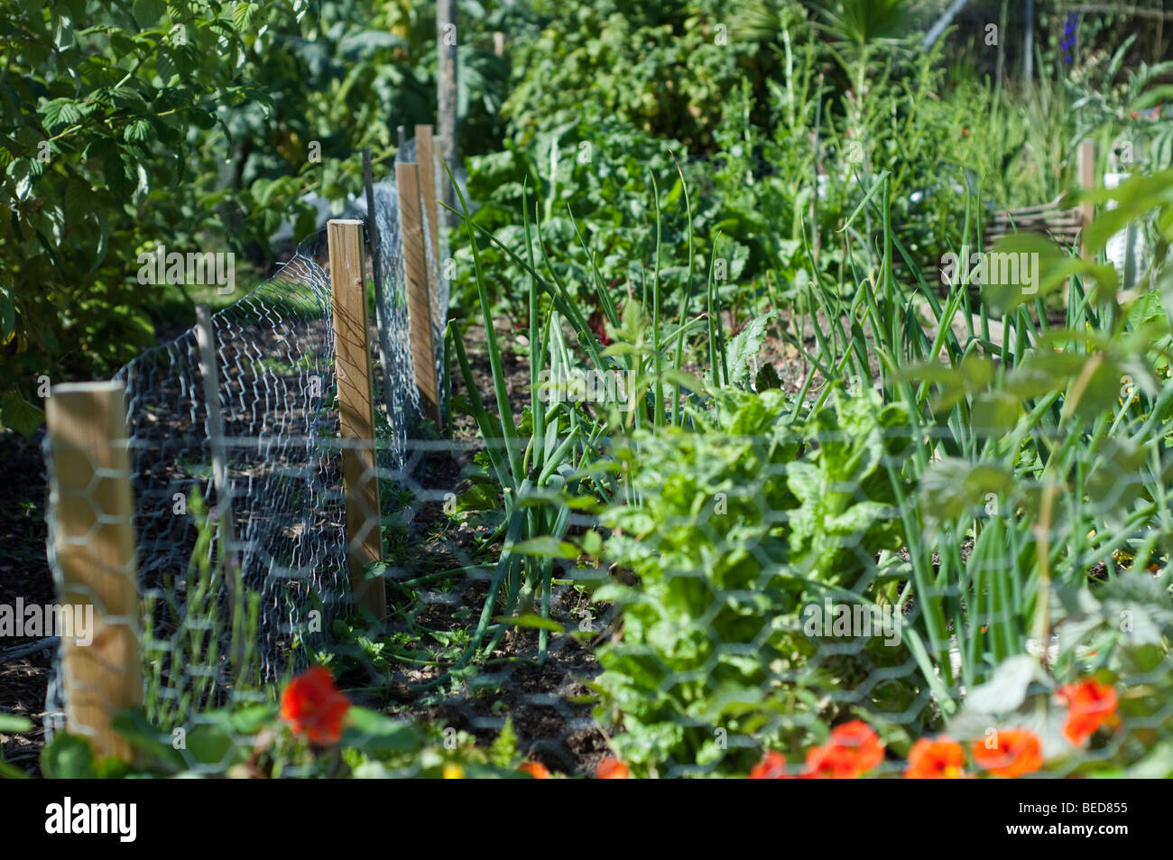 Nasturtiums growing in a vegetable garden, UK Stock Photo Alamy