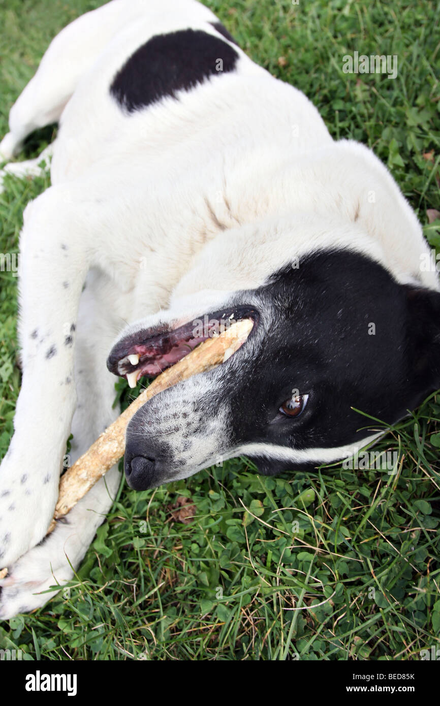 Border Collie mix breed dog chewing on a wooden stick, lying on the