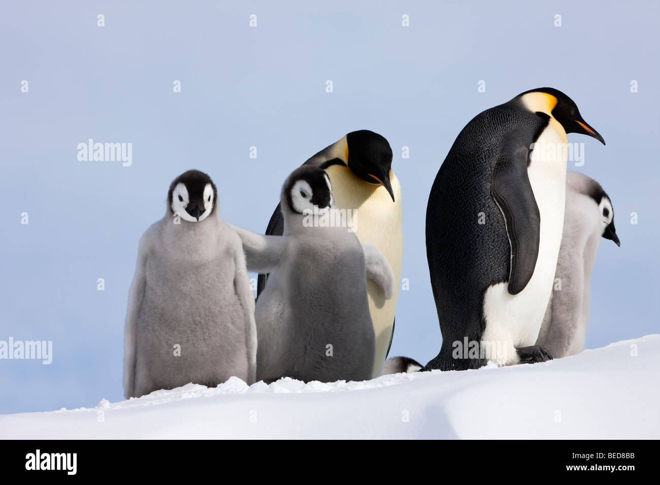Download 2 cute fluffy Baby Emperor Penguins walk on snow hill with ...