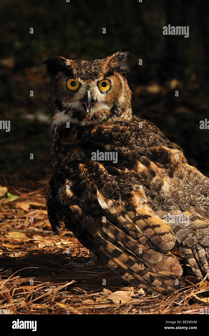 Great Horned Owl, Bubo Virginianus, Florida, Captive Stock Photo - Alamy