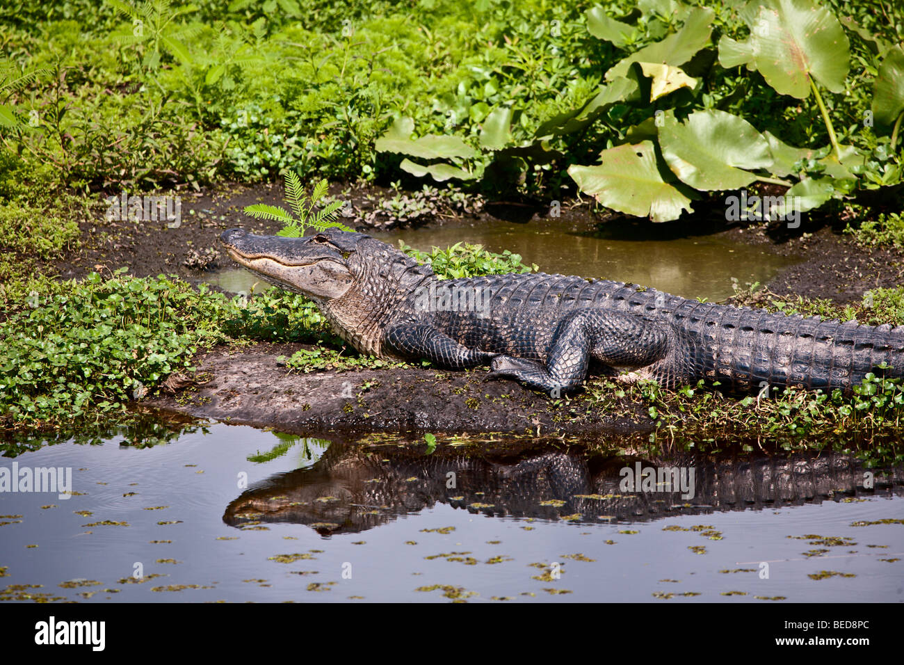 American Alligator, Alligator mississippiensis, basking on peat bog along Alligator Alley in the Everglades. Stock Photo