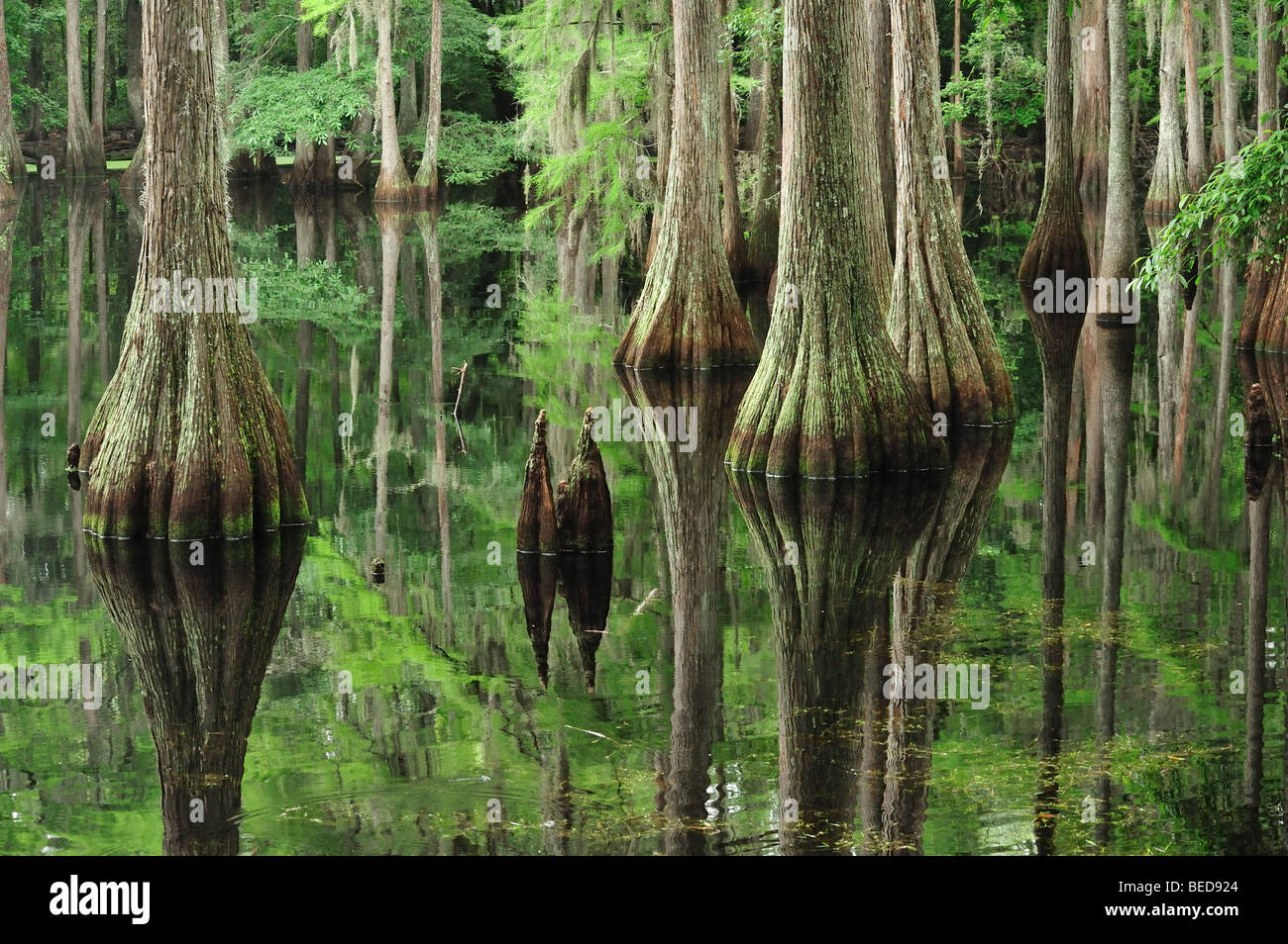 Bald cypress, Taxodium distichum, Lake Bradford, Florida Stock Photo