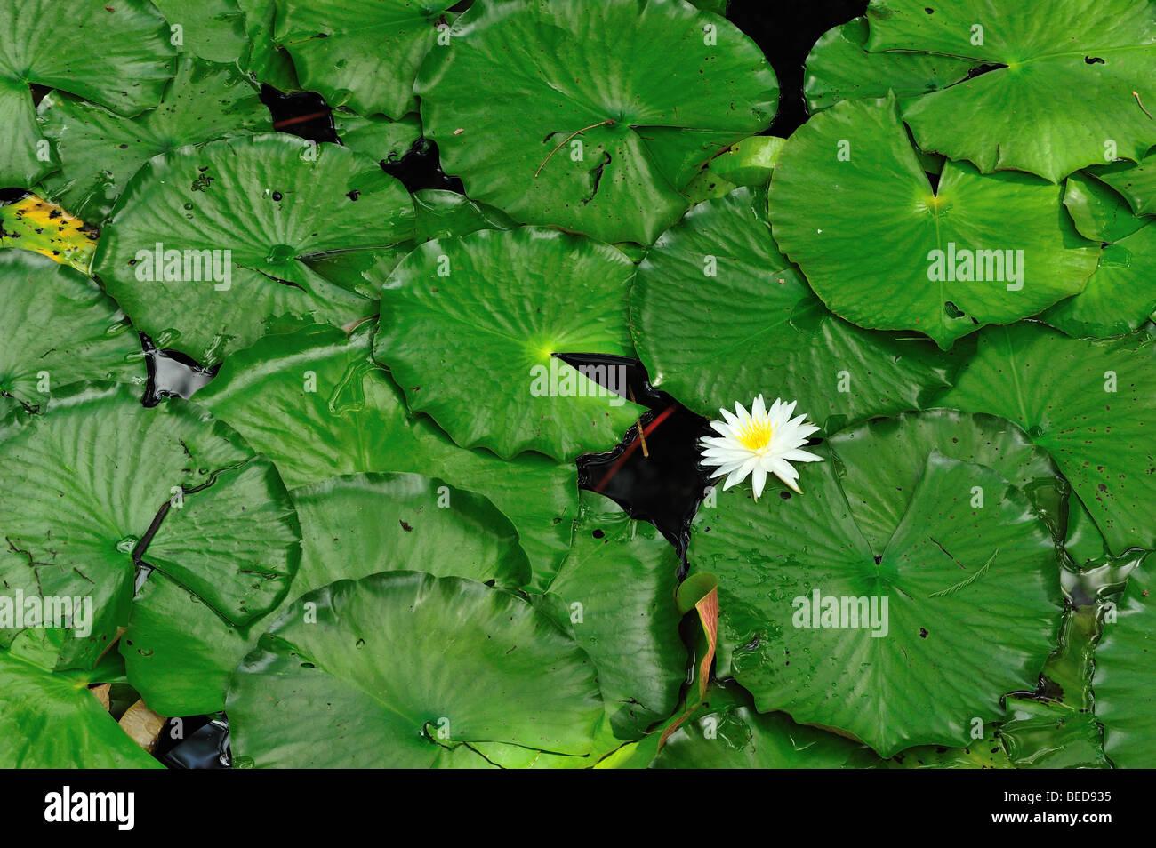 Water lily, Nymphaea sp., Lake Bradford, Florida Stock Photo