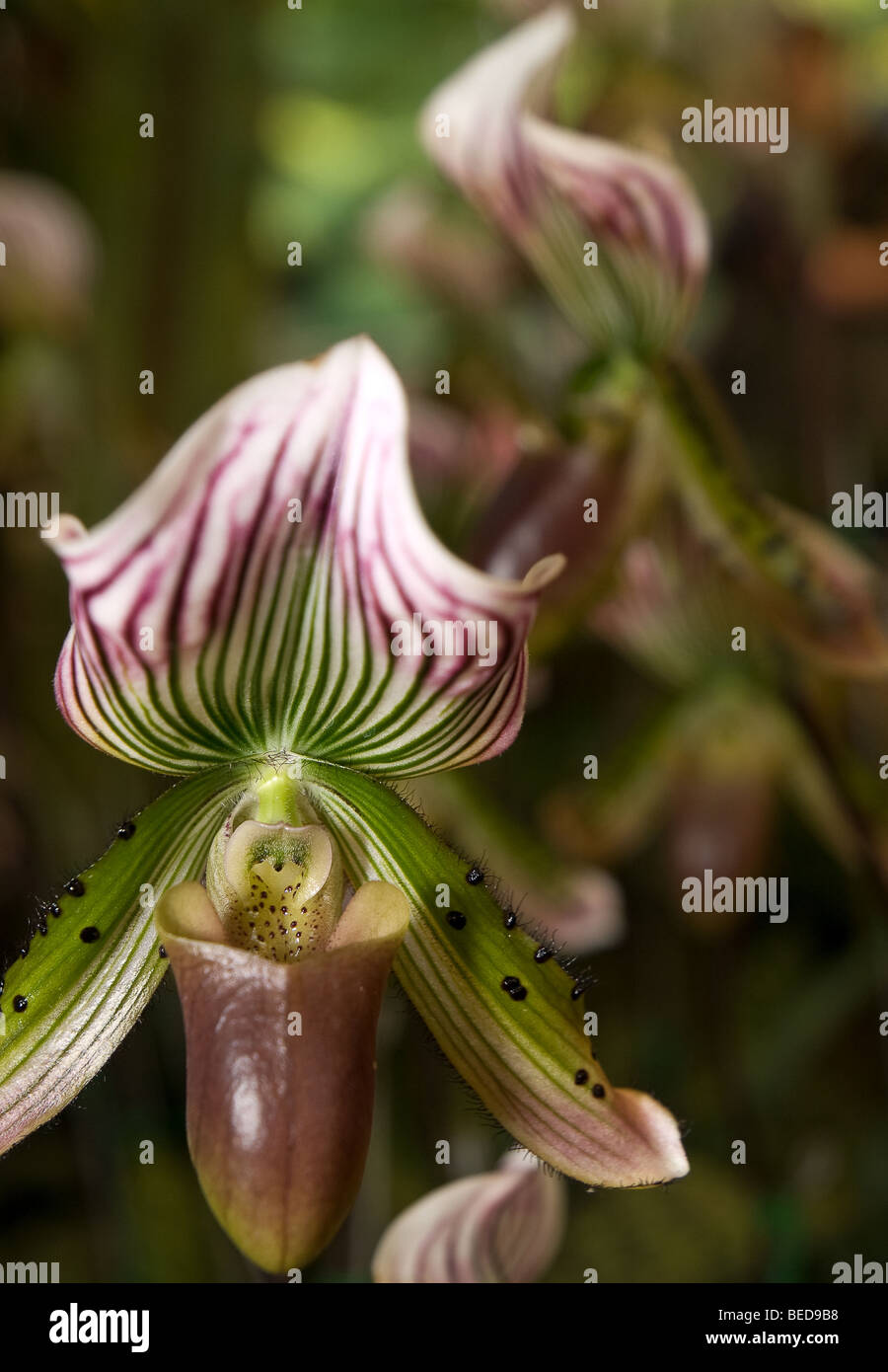 Paphiopedilum Orchid, lady slippers main in left foreground, with second flower behind Stock Photo