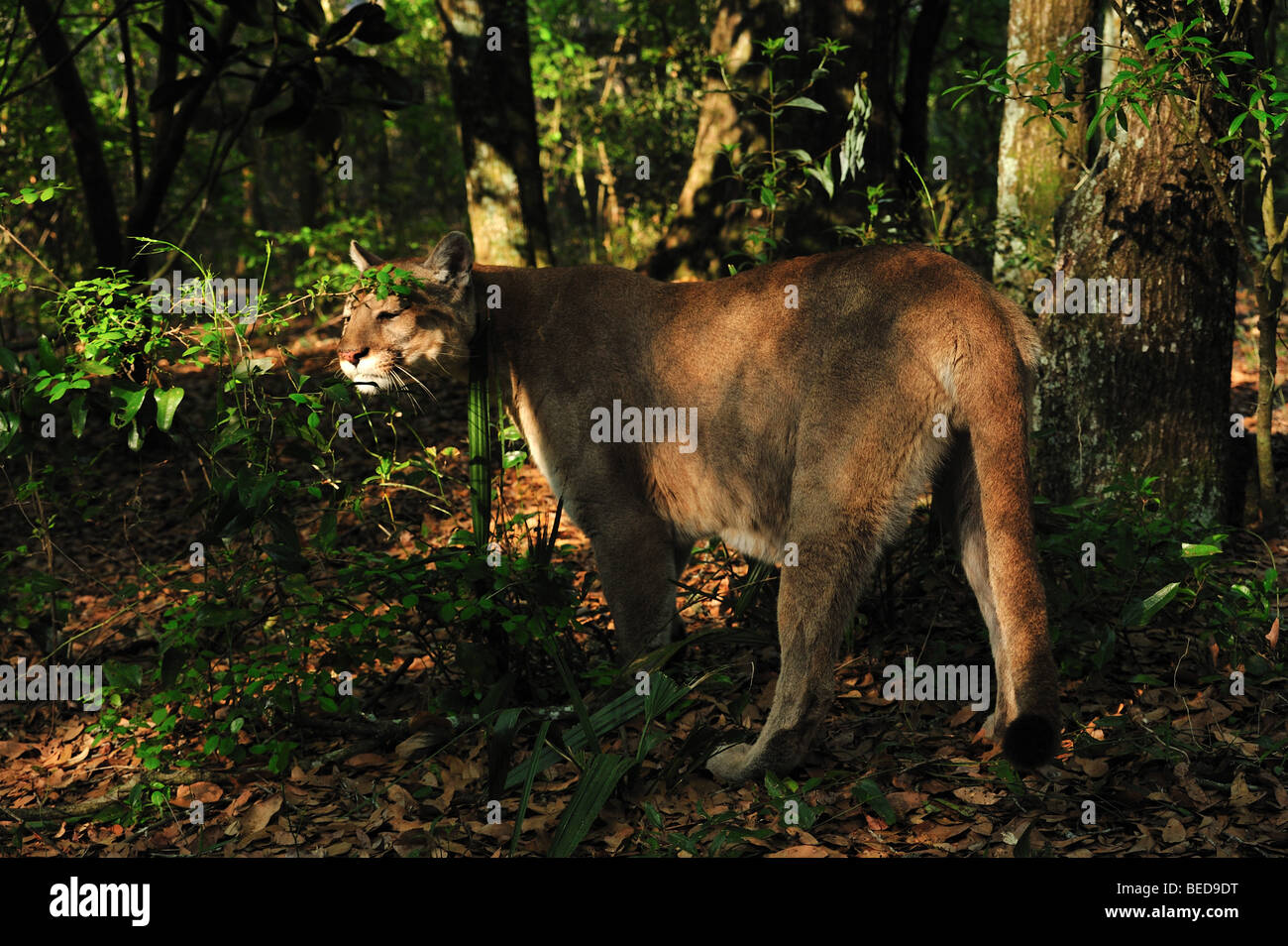 Florida panther, Puma concolor coryi, Florida, captive Stock Photo