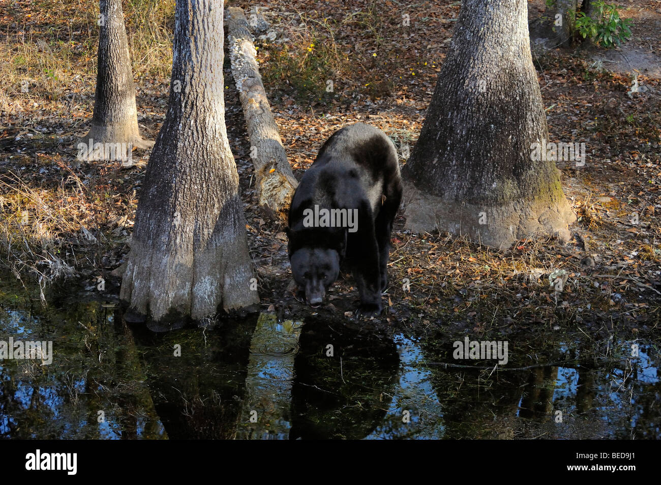 Black bear, Ursus americanus, Florida, captive Stock Photo